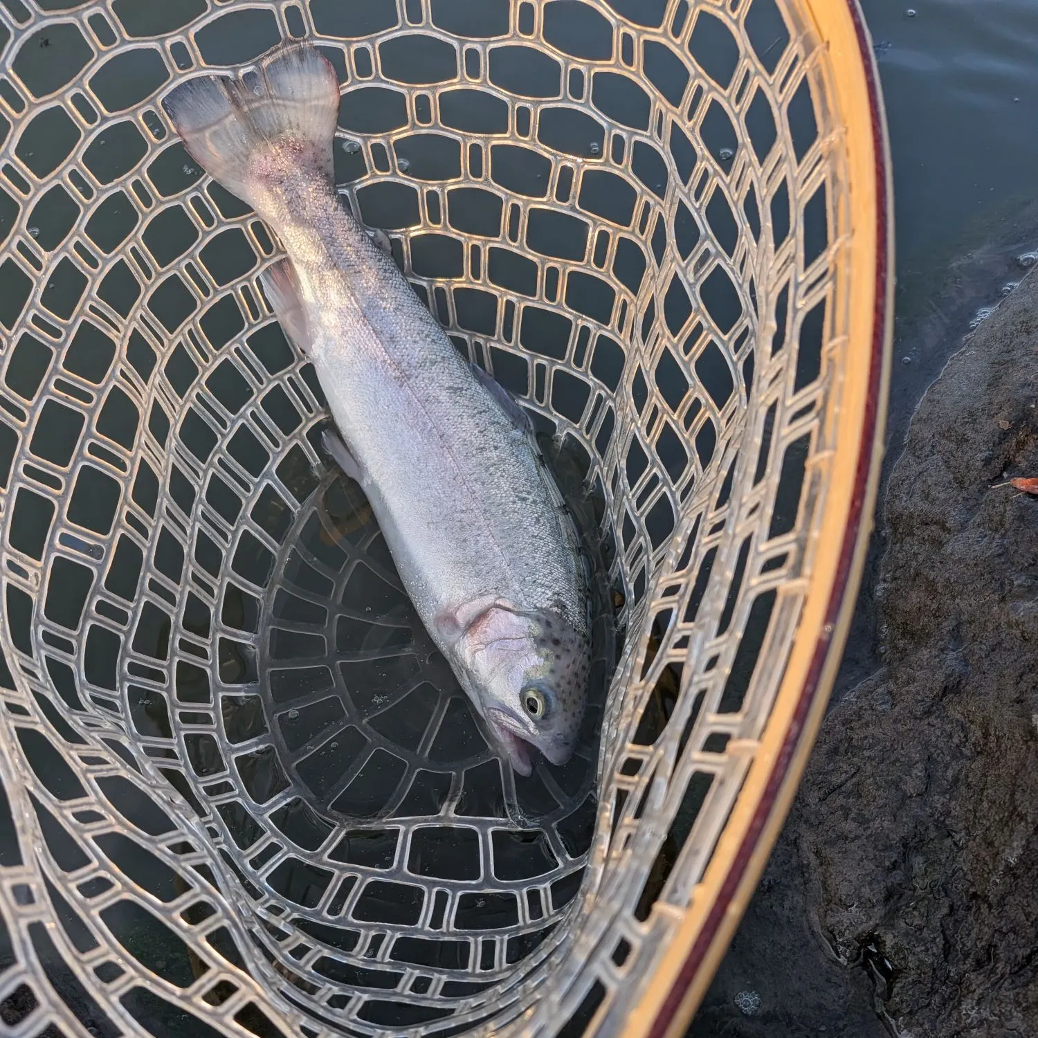 Rainbow trout caught on Fishbrain