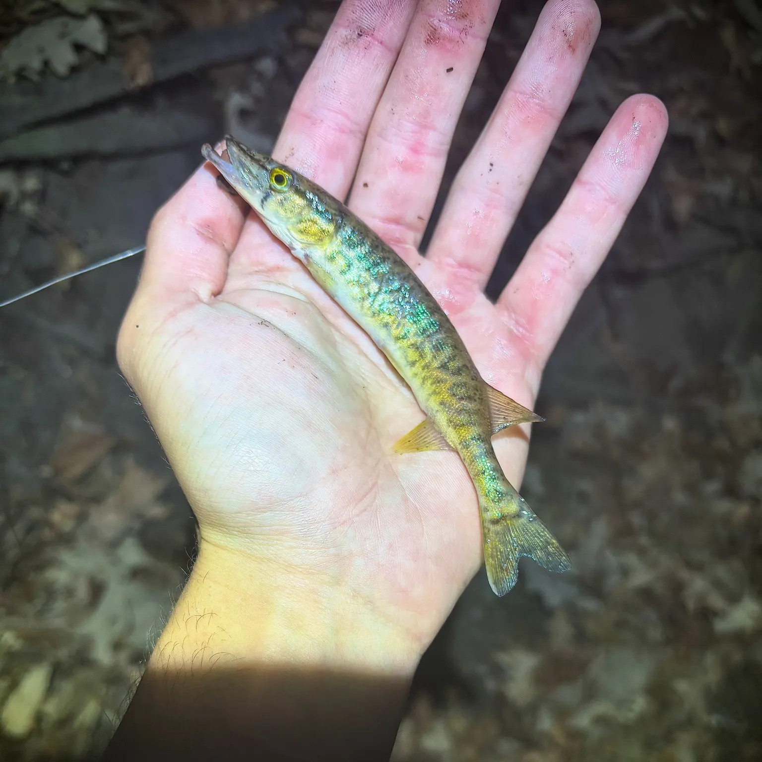 The most recent Grass pickerel catches on Fishbrain