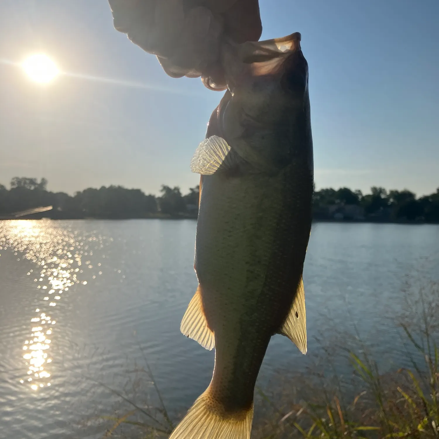 Largemouth bass caught on Fishbrain
