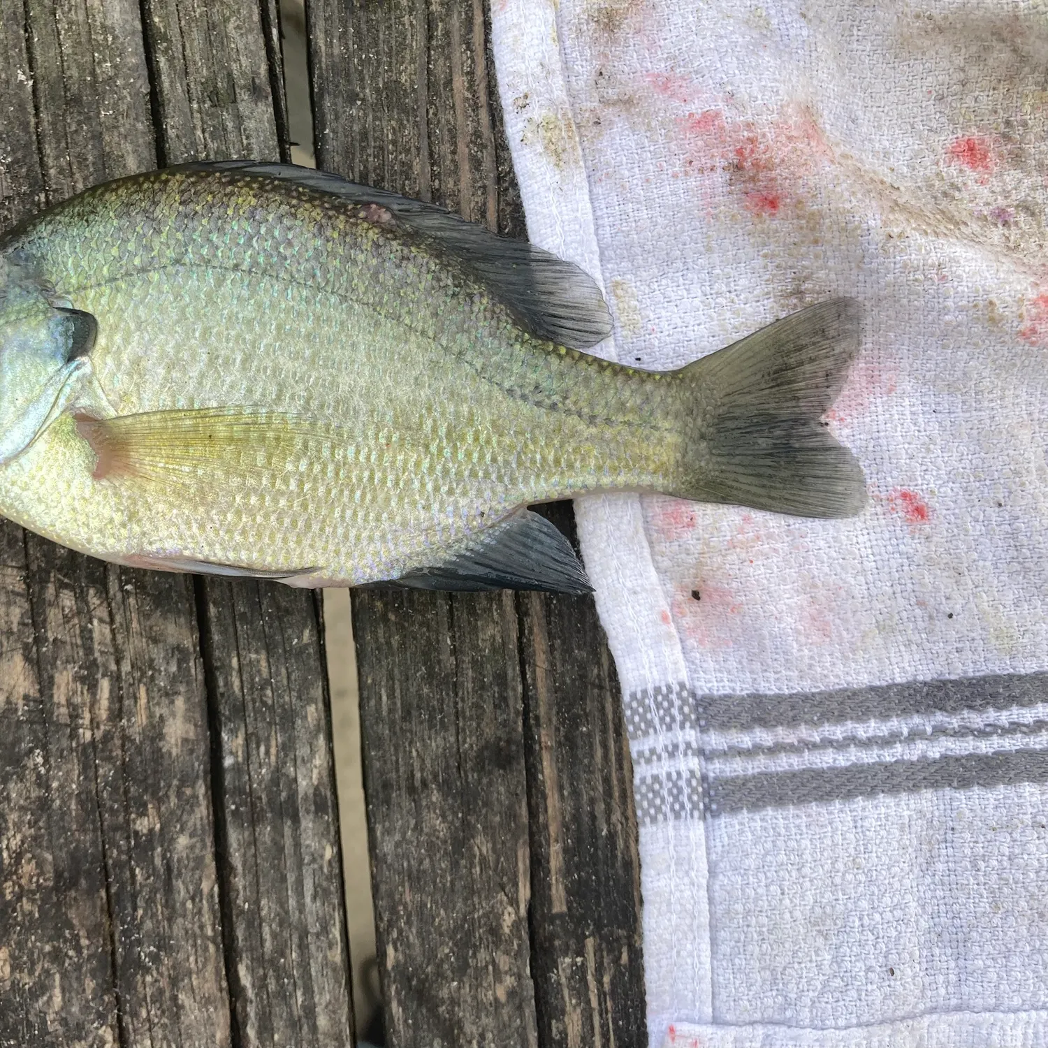 Bluegill caught on Fishbrain