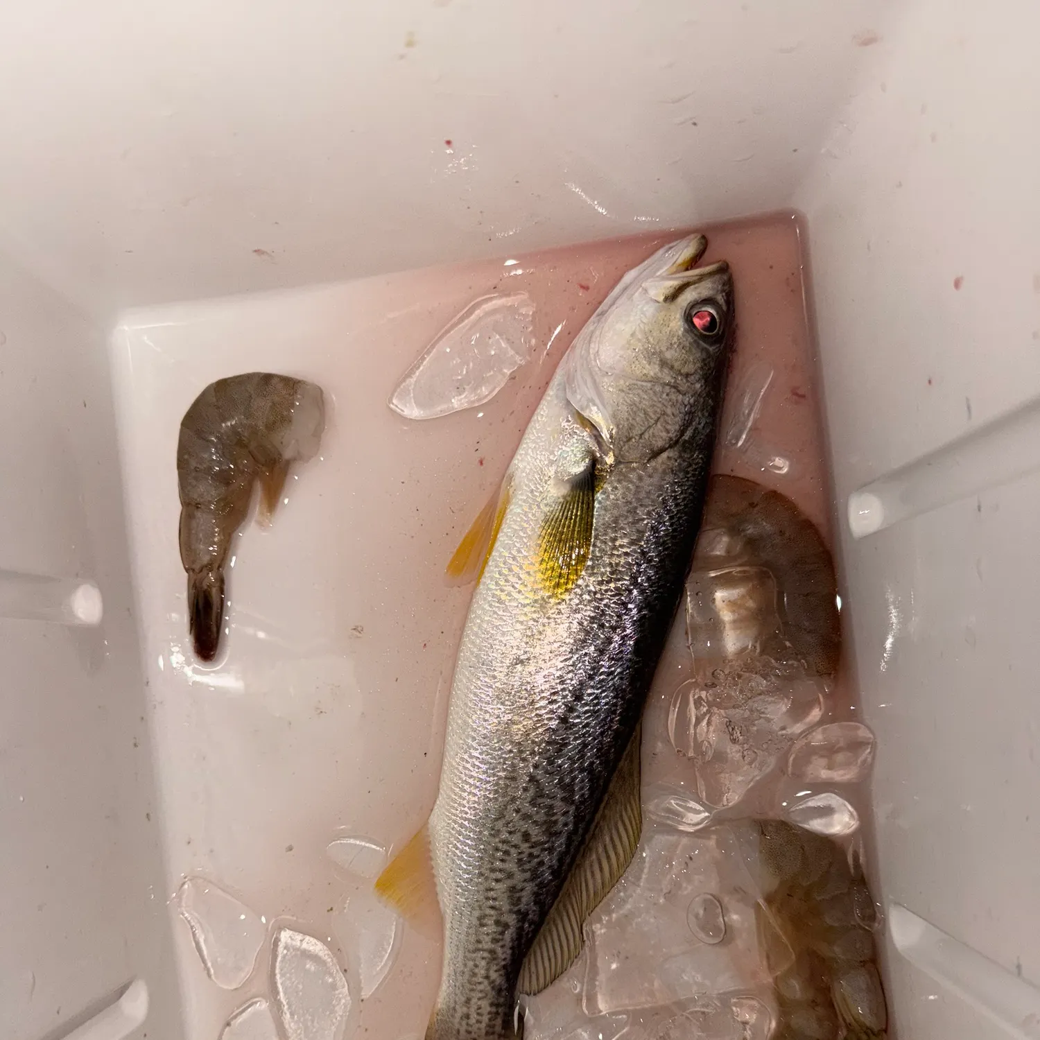 Gray weakfish caught on Fishbrain