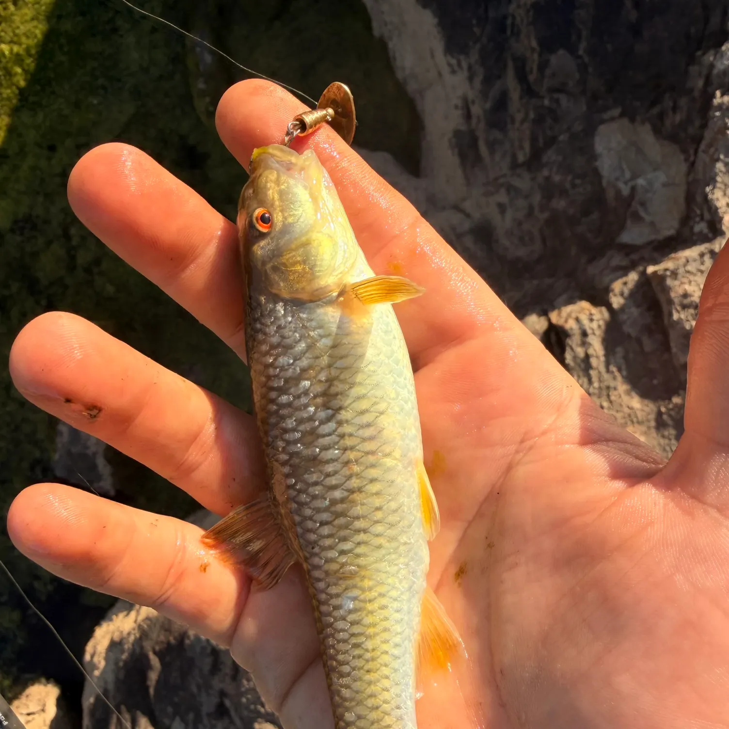 The most recent Bull chub catches on Fishbrain