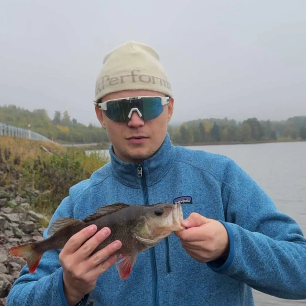 European perch caught on Fishbrain