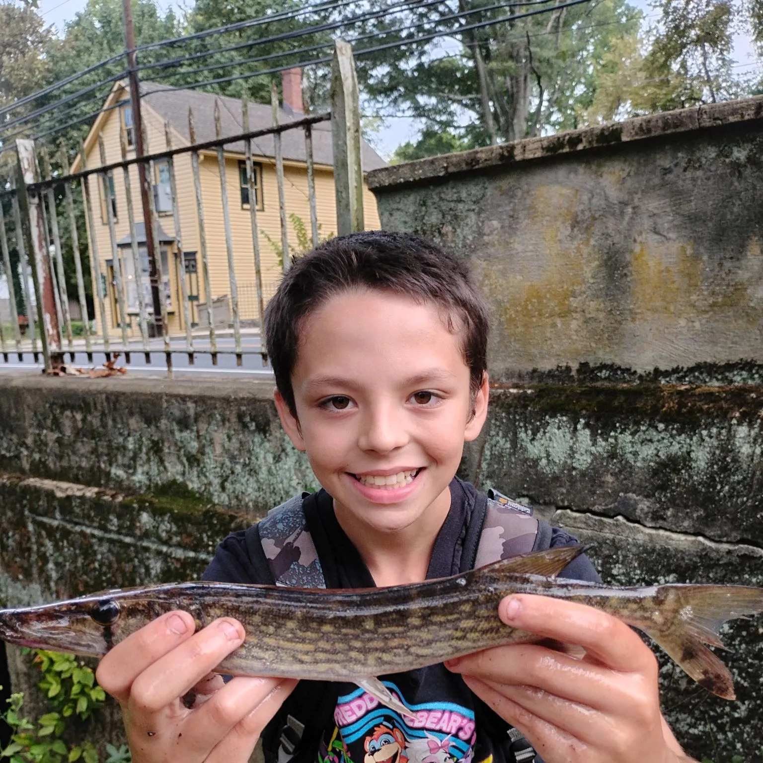 Chain pickerel caught on Fishbrain