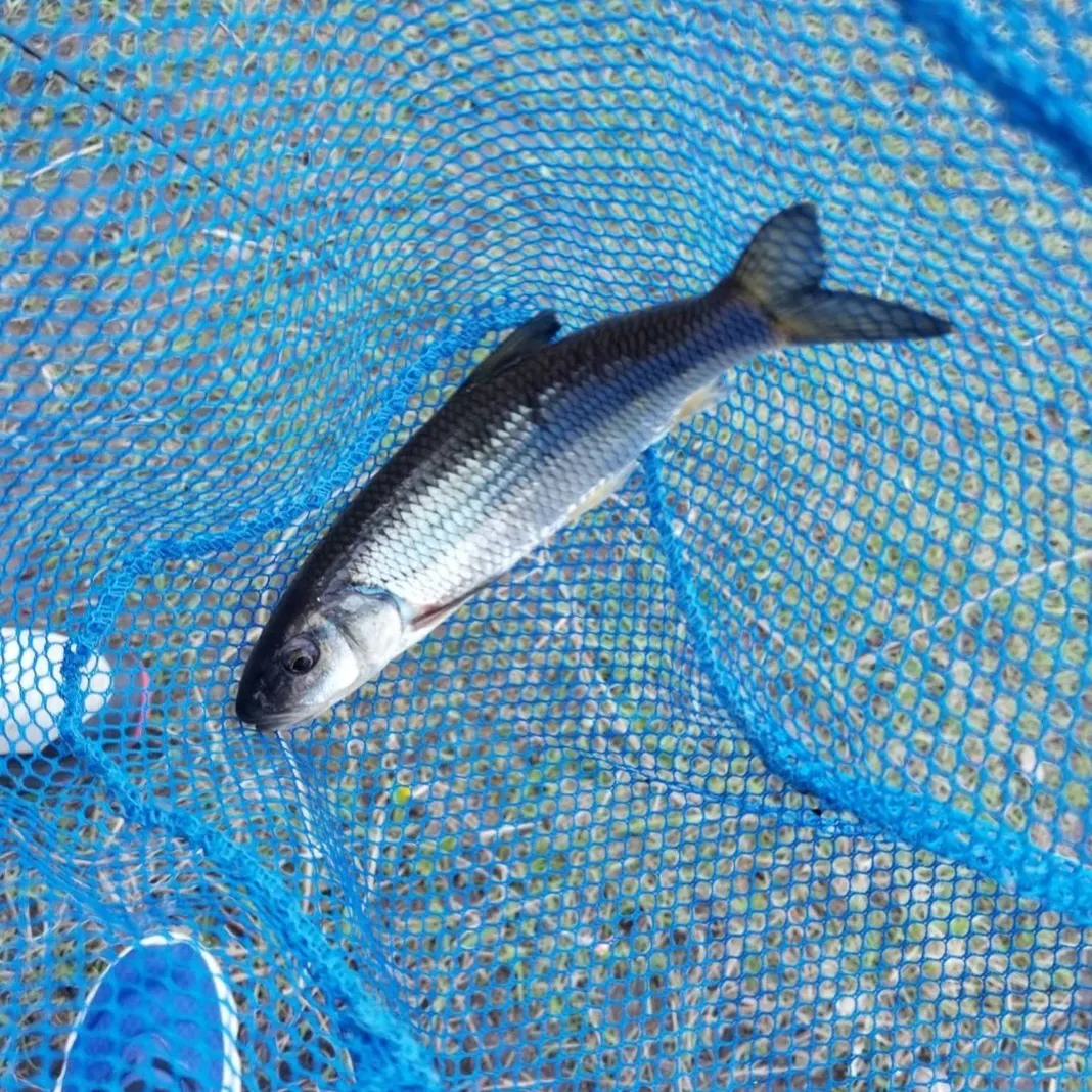 The most recent Fallfish catches on Fishbrain