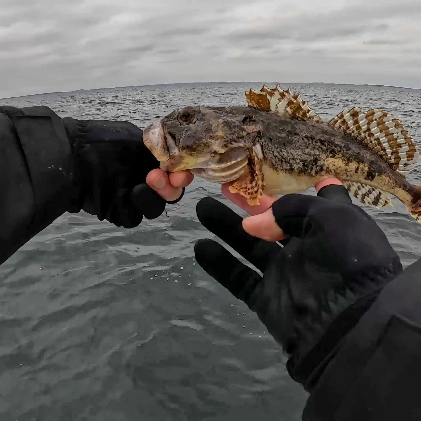The most recent Shorthorn sculpin catches on Fishbrain
