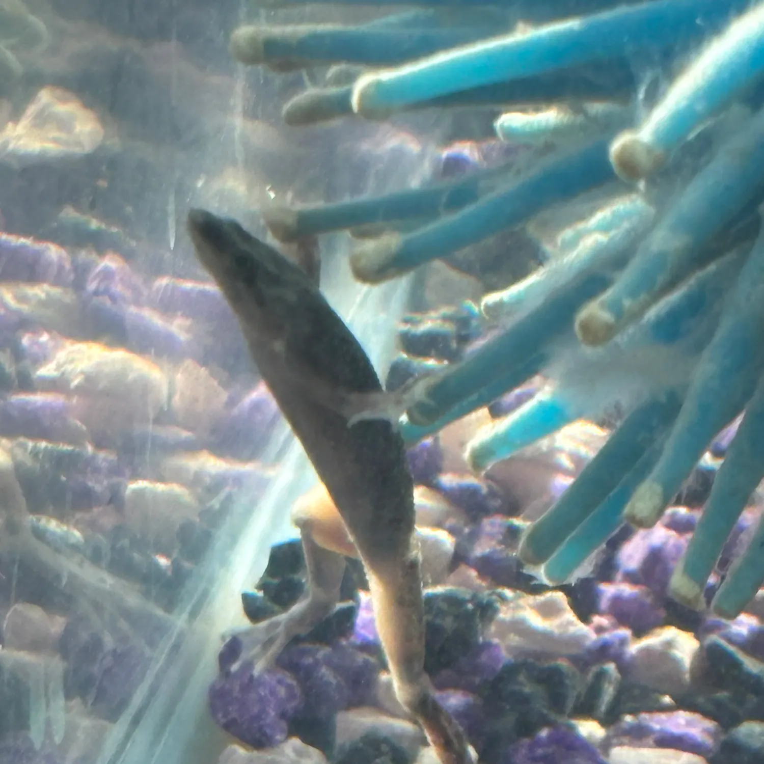 The most recent Commerson's frogfish catches on Fishbrain