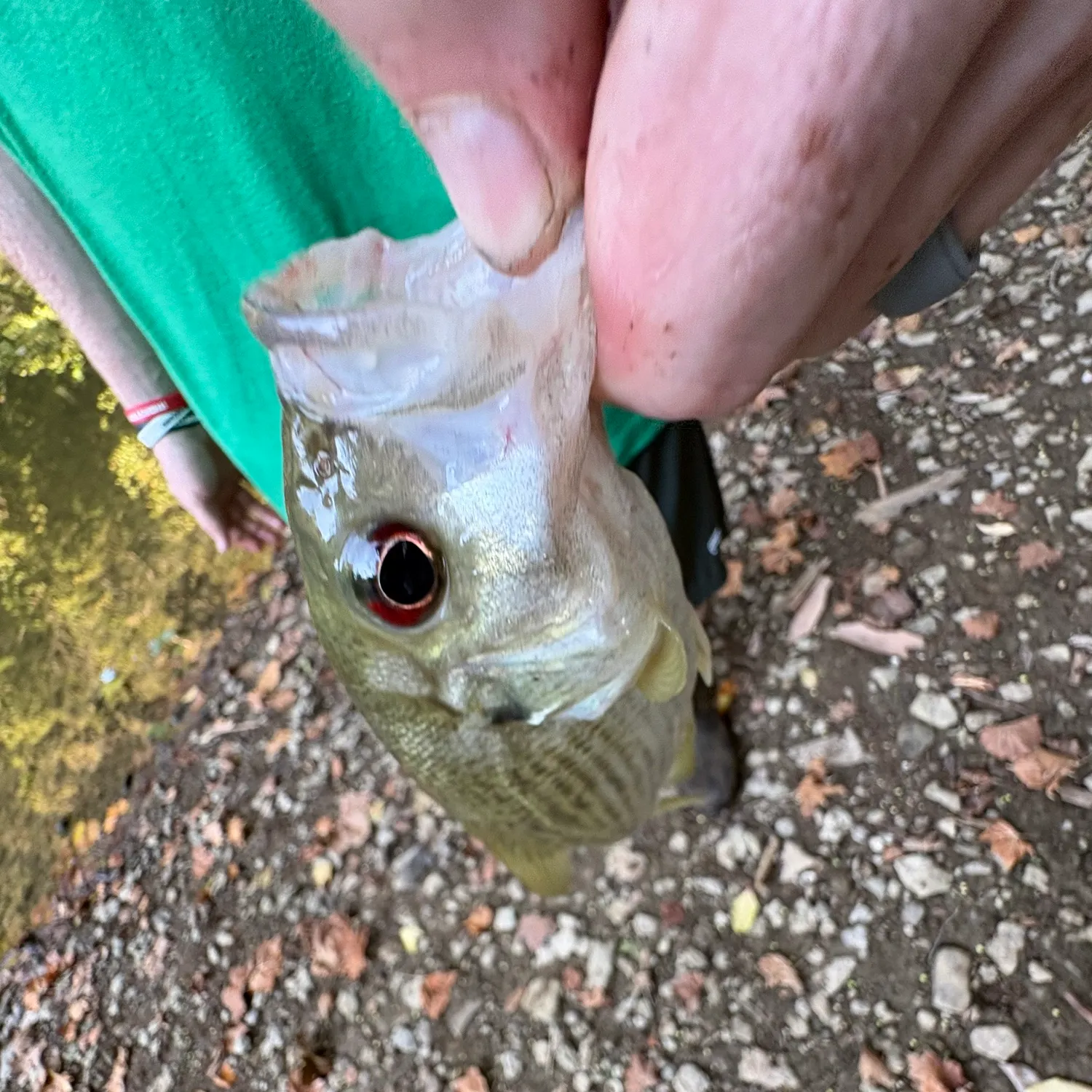 Rock bass caught on Fishbrain