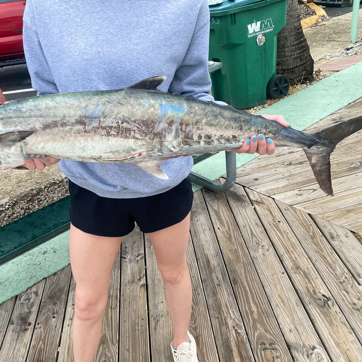 The most recent King mackerel catches on Fishbrain