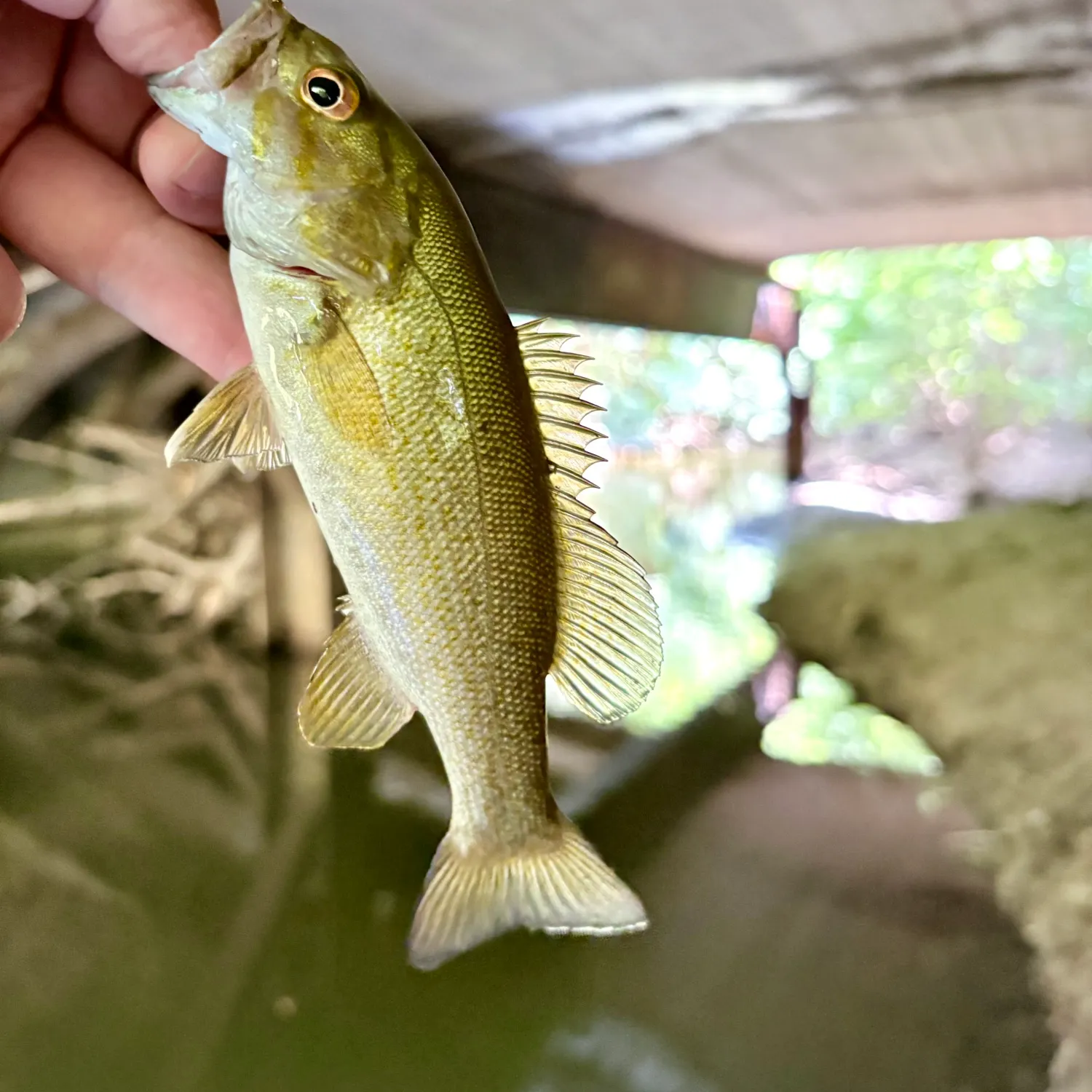 Smallmouth bass caught on Fishbrain