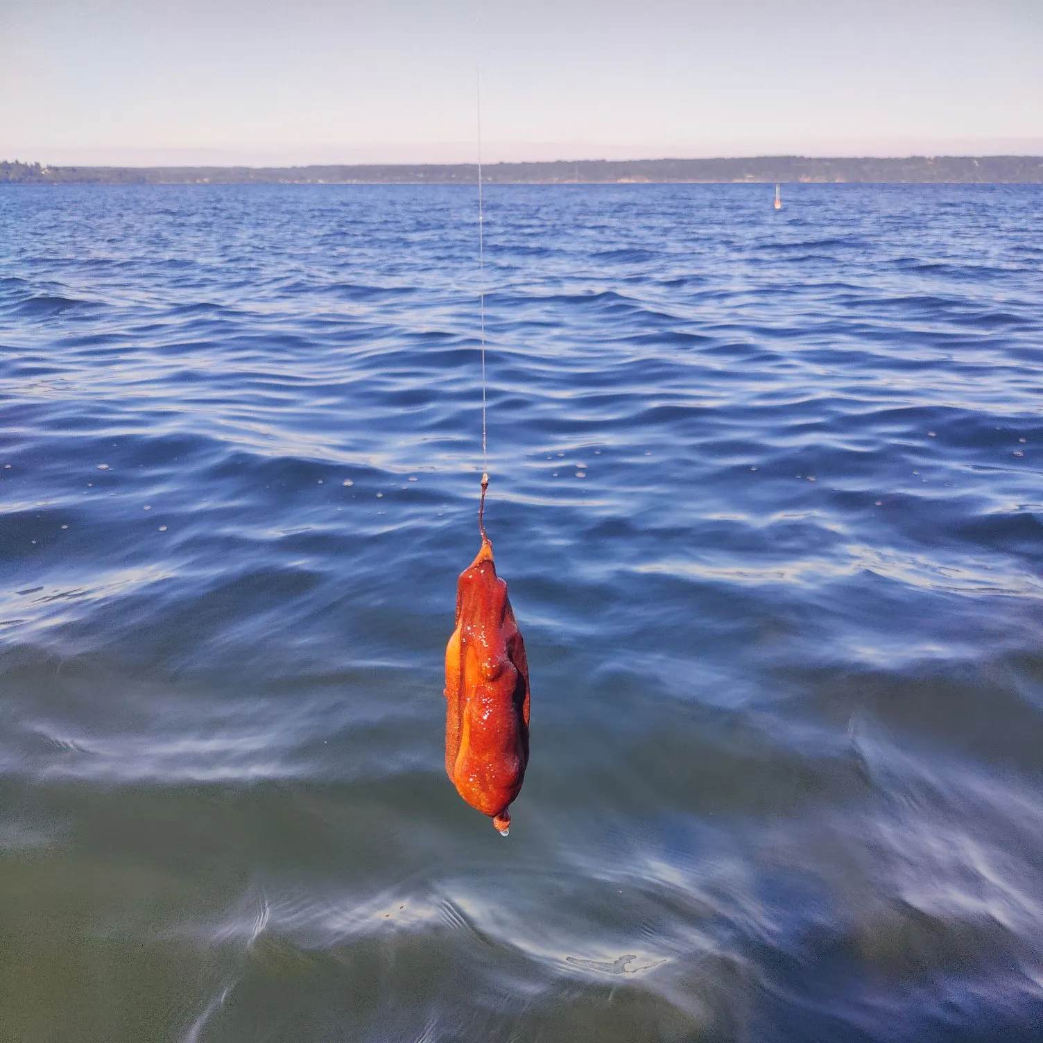 The most recent Common octopus catches on Fishbrain