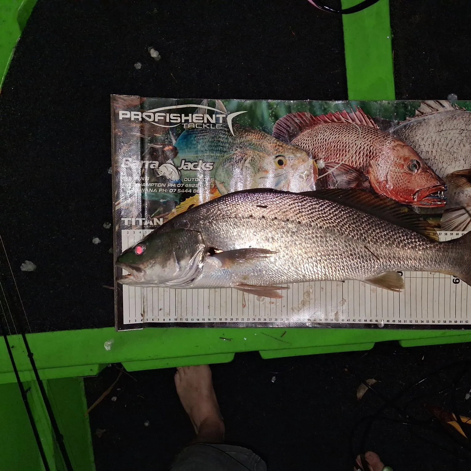 Japanese meagre caught on Fishbrain