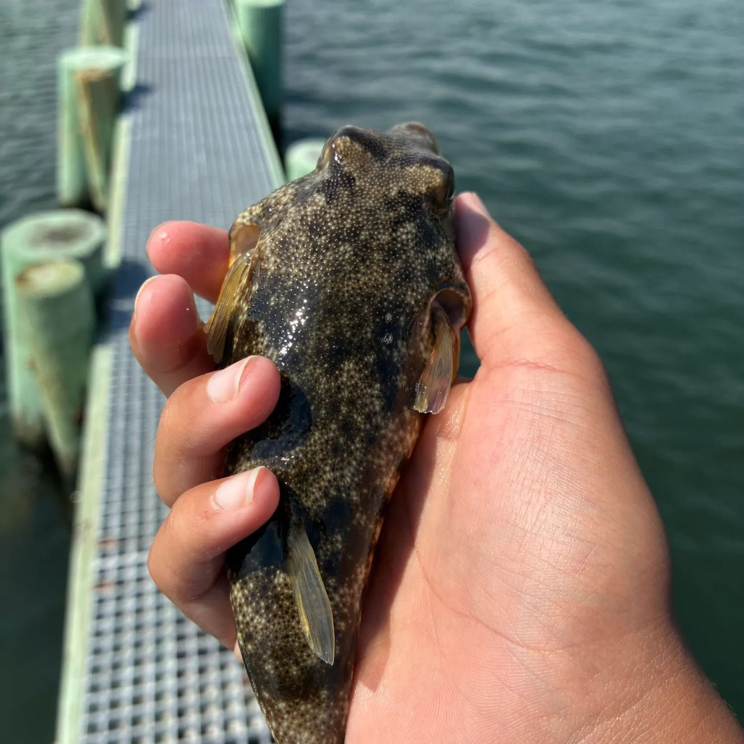 The most recent Northern puffer catches on Fishbrain