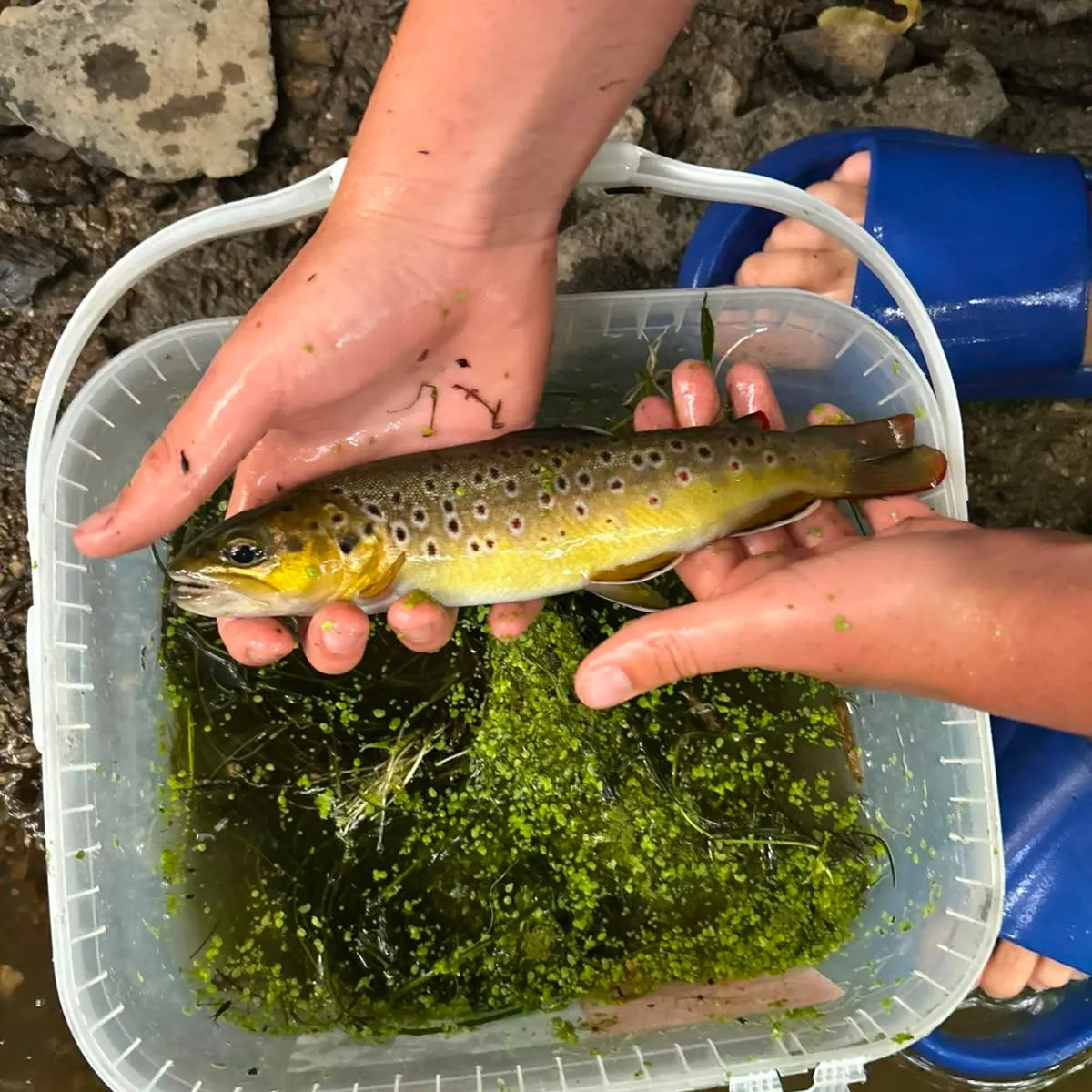Brown trout caught on Fishbrain