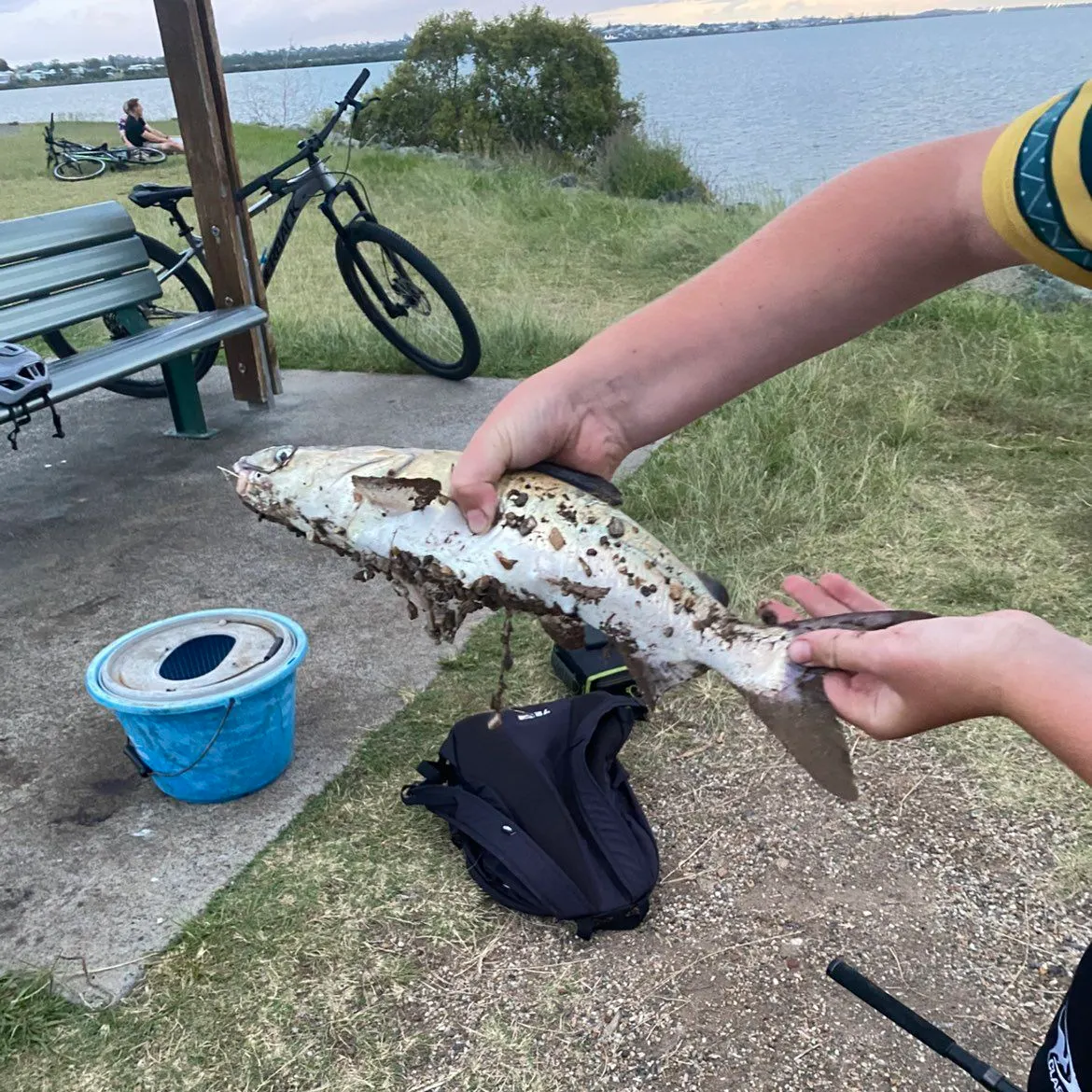 The most recent Giant sea catfish catches on Fishbrain