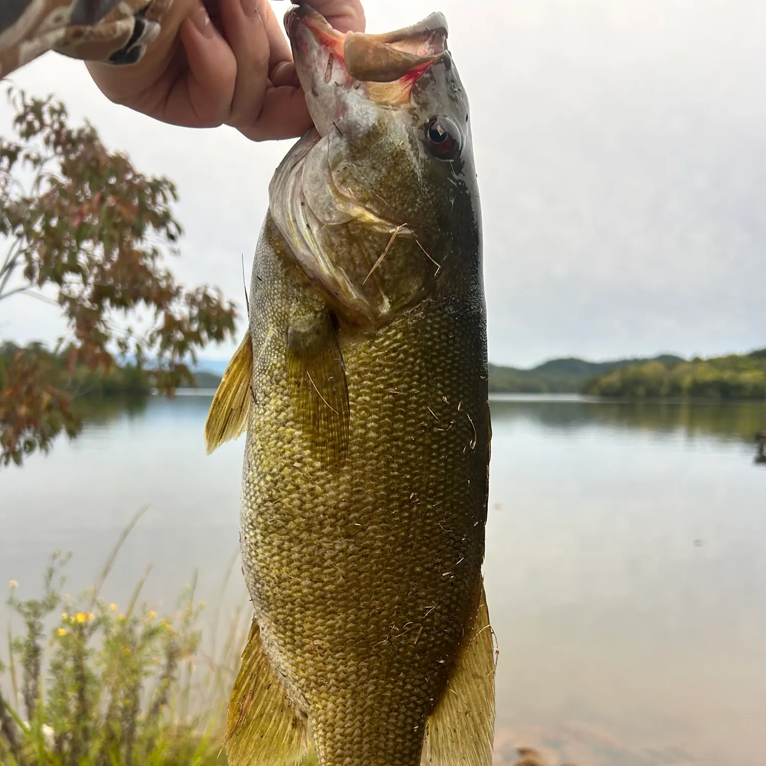 Smallmouth bass caught on Fishbrain