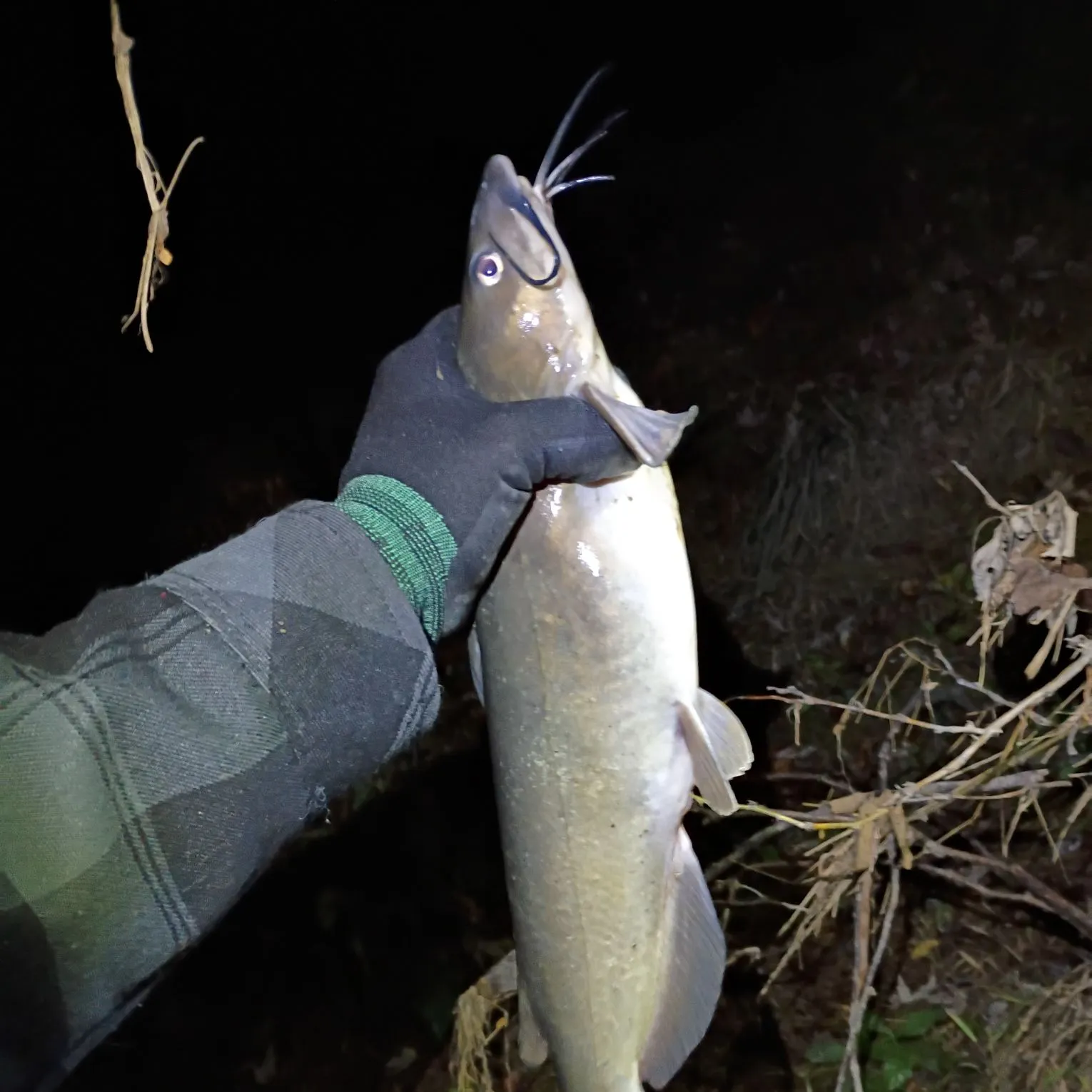 Channel catfish caught on Fishbrain