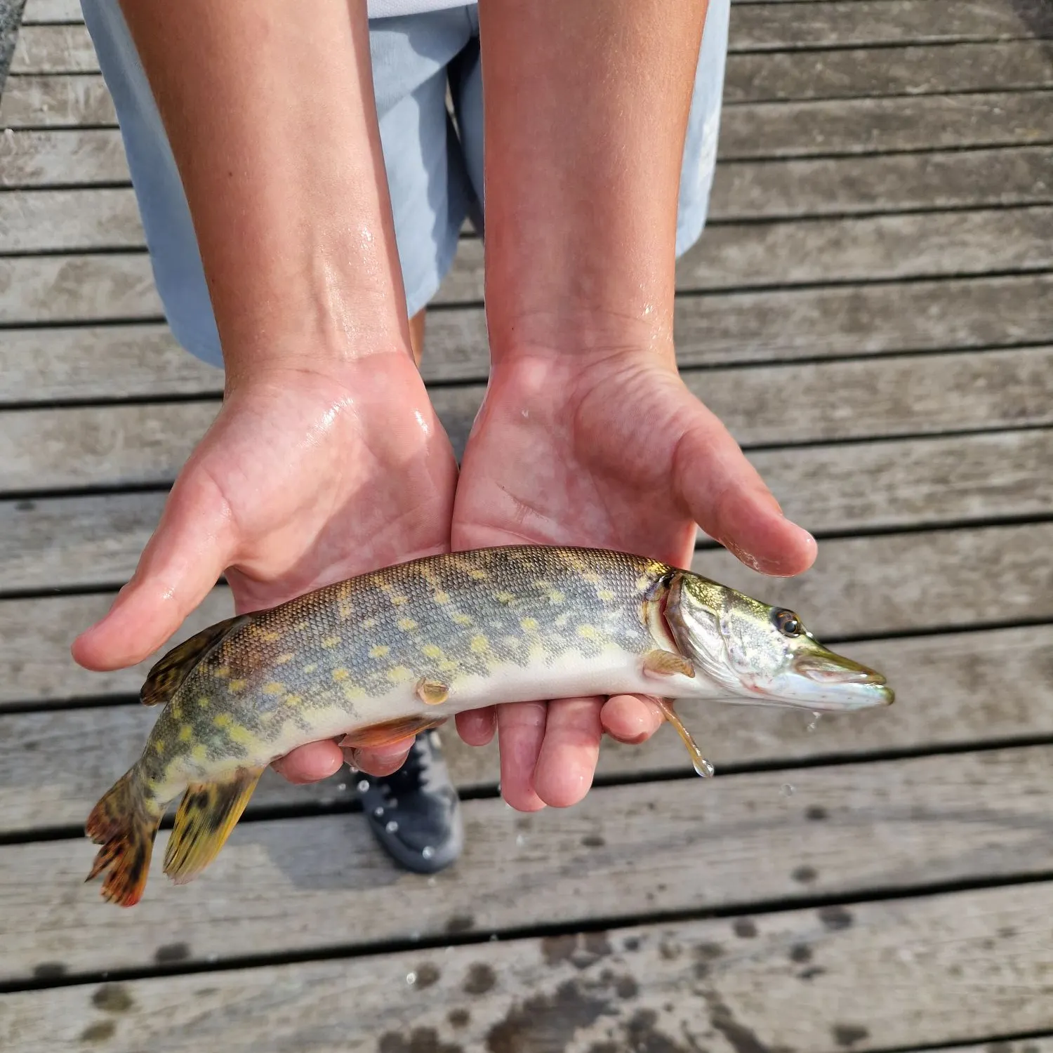 Fish caught on Fishbrain
