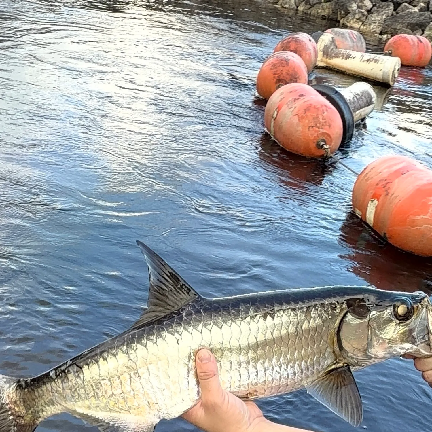 Tarpon caught on Fishbrain
