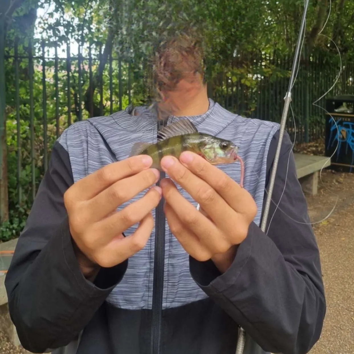 European perch caught on Fishbrain