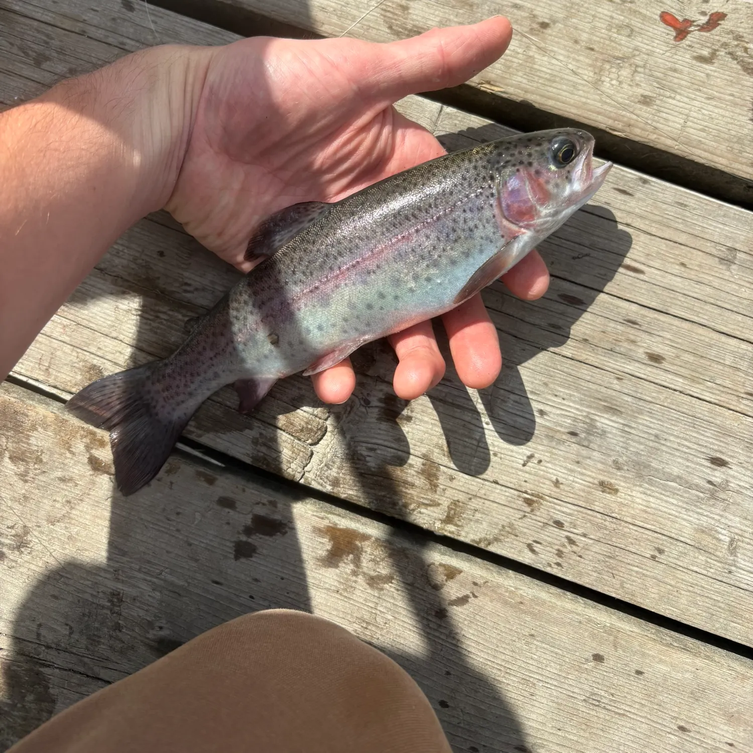 Rainbow trout caught on Fishbrain