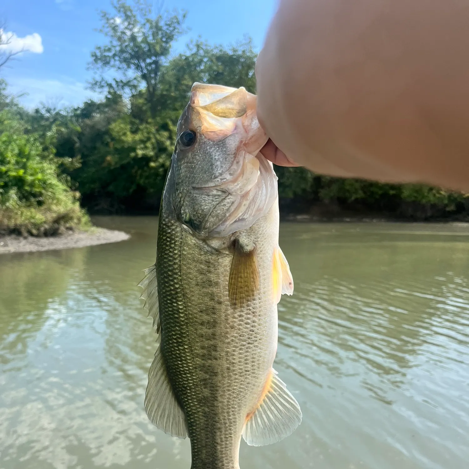 Spotted gar caught on Fishbrain