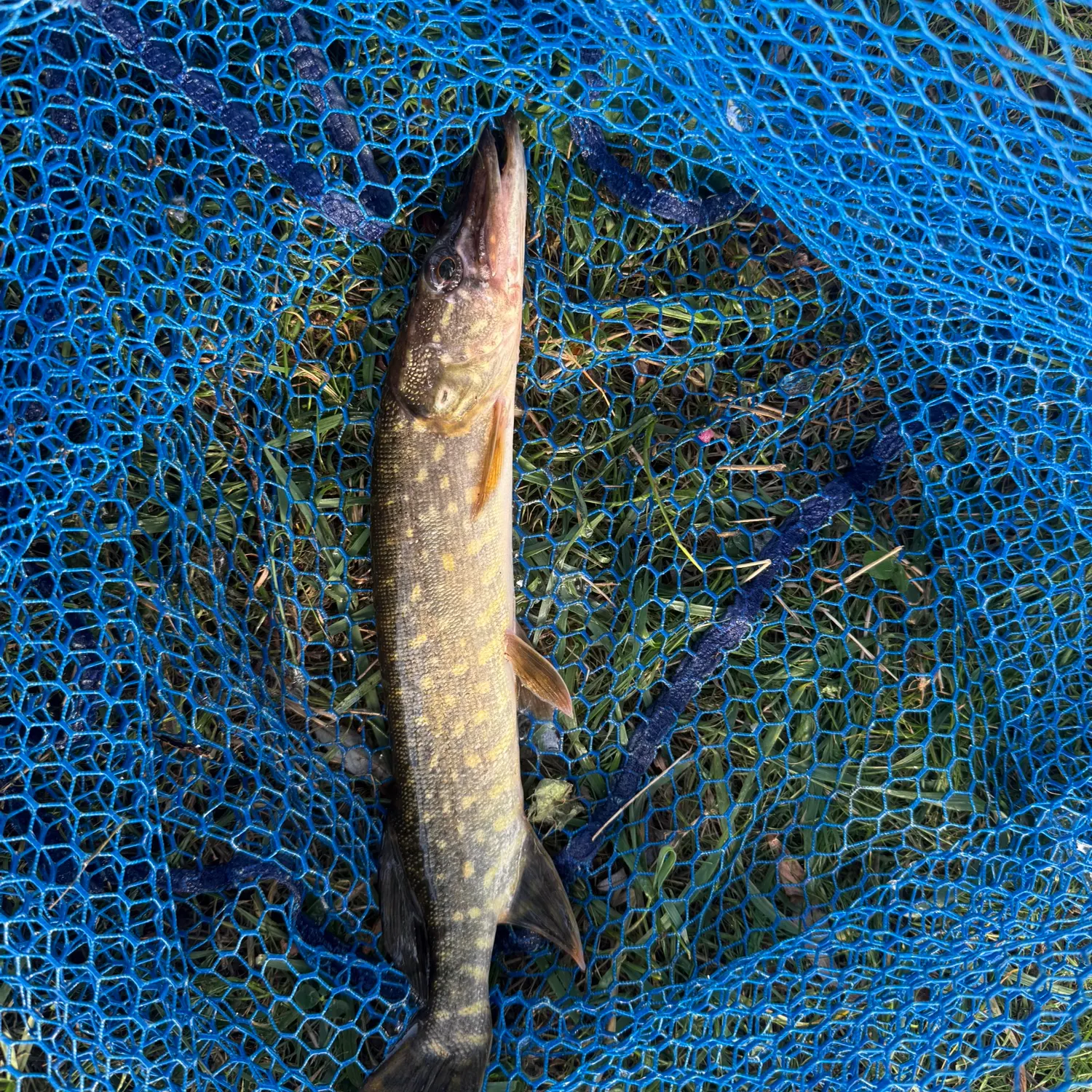 Northern pike caught on Fishbrain
