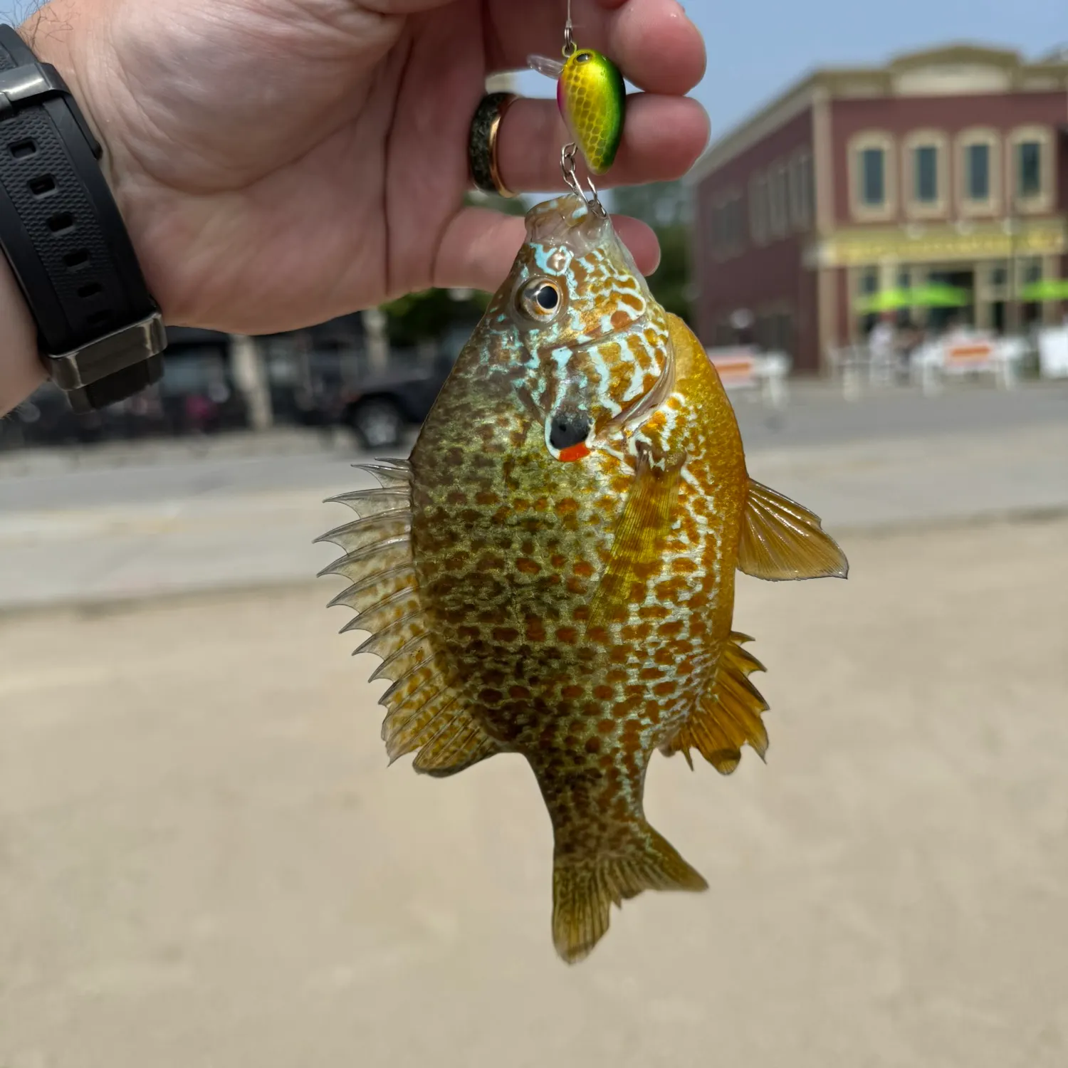 catch