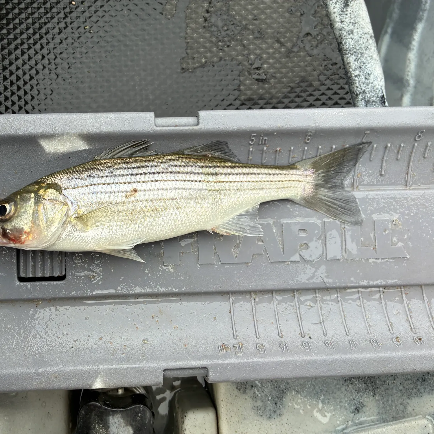 Striped bass caught on Fishbrain