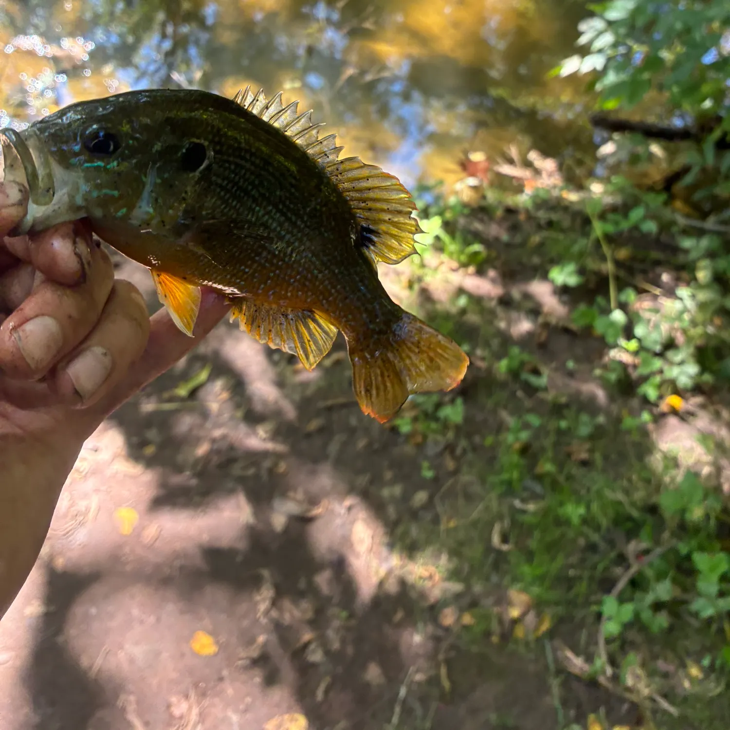 Green sunfish caught on Fishbrain