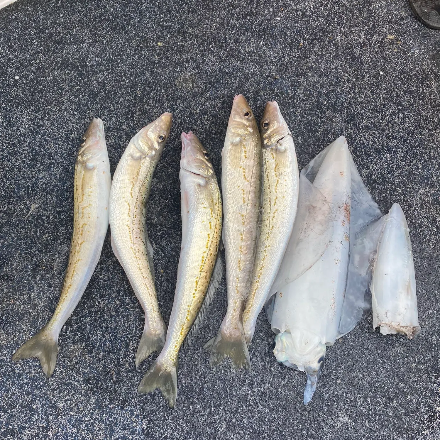 recently logged catches