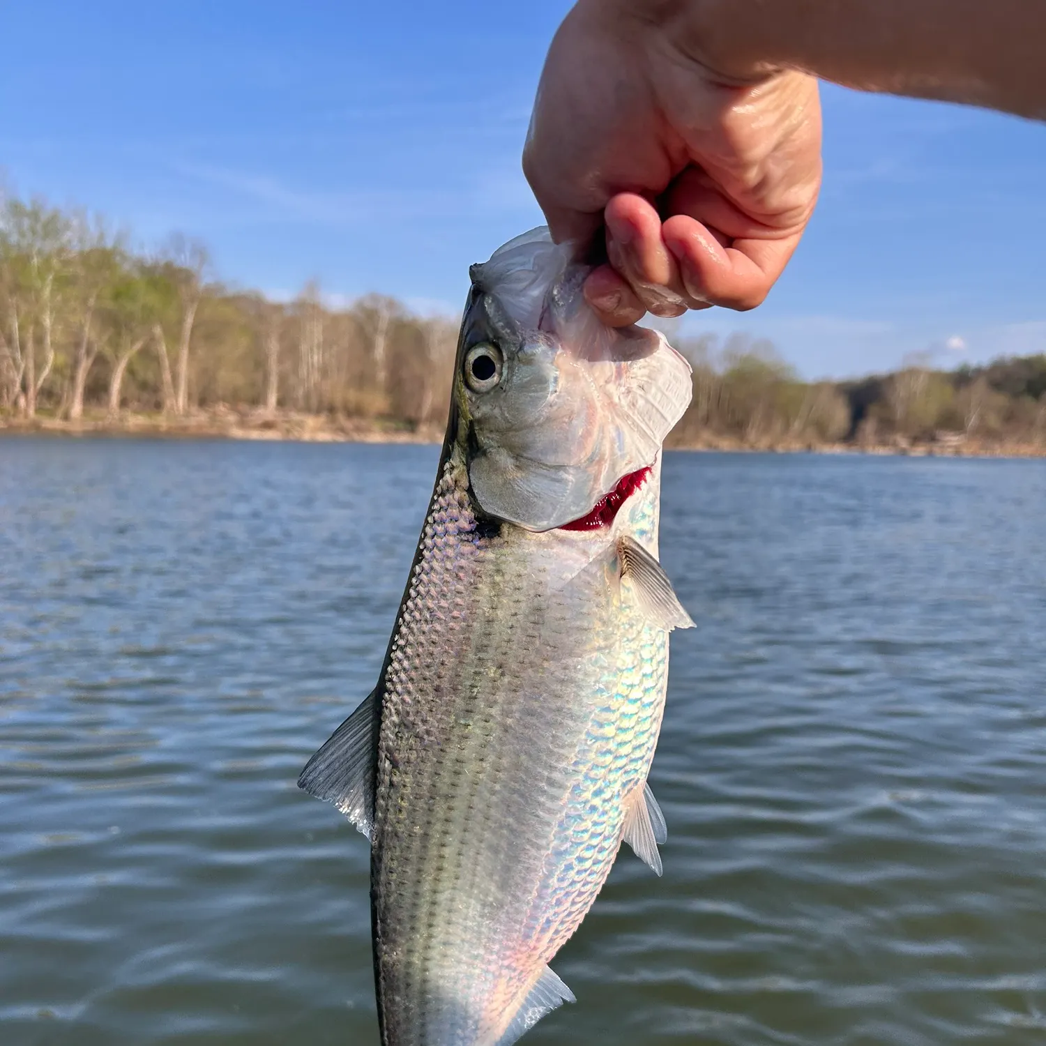 The most recent Hickory shad catches on Fishbrain