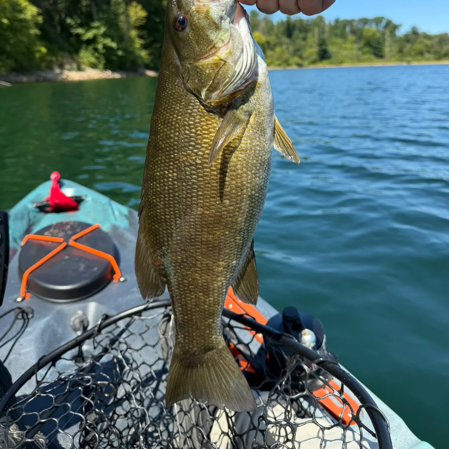 Smallmouth bass caught on Fishbrain