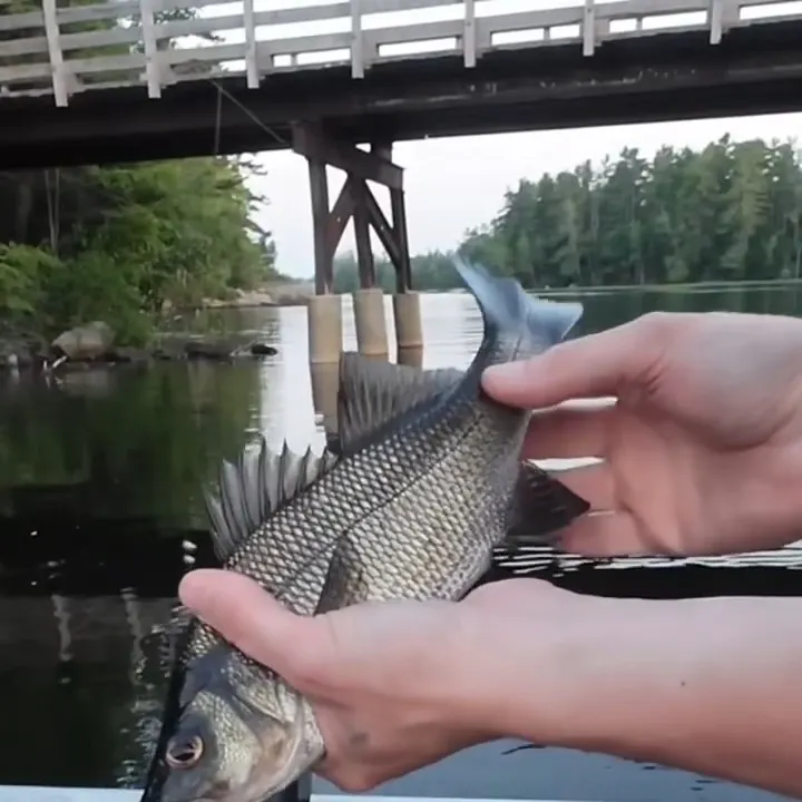 White perch caught on Fishbrain
