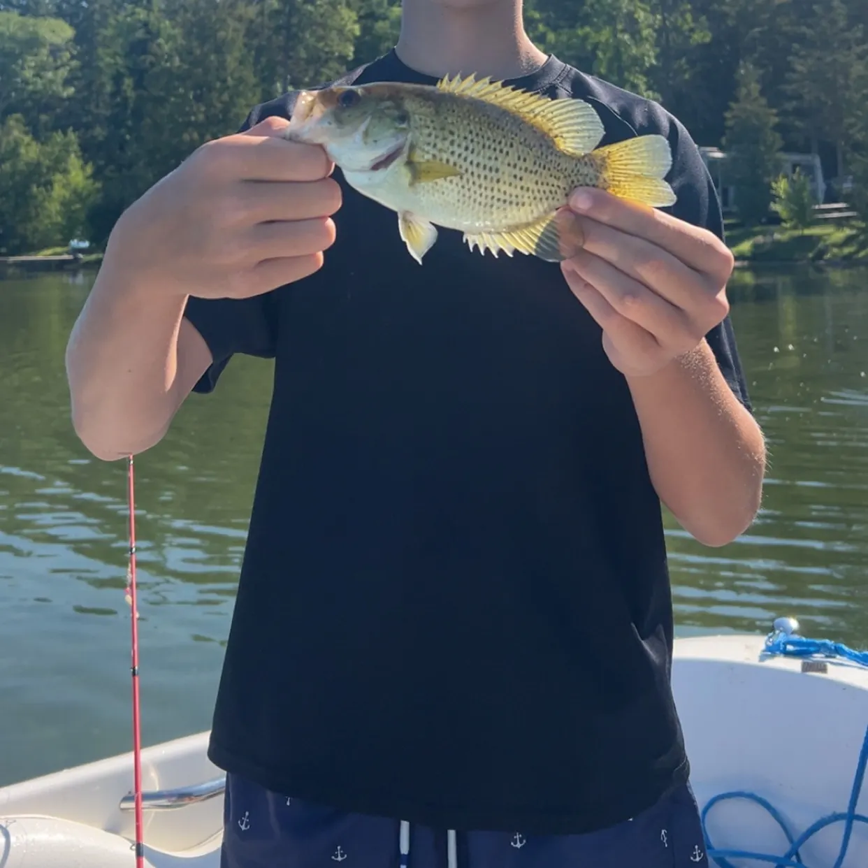 Rock bass caught on Fishbrain