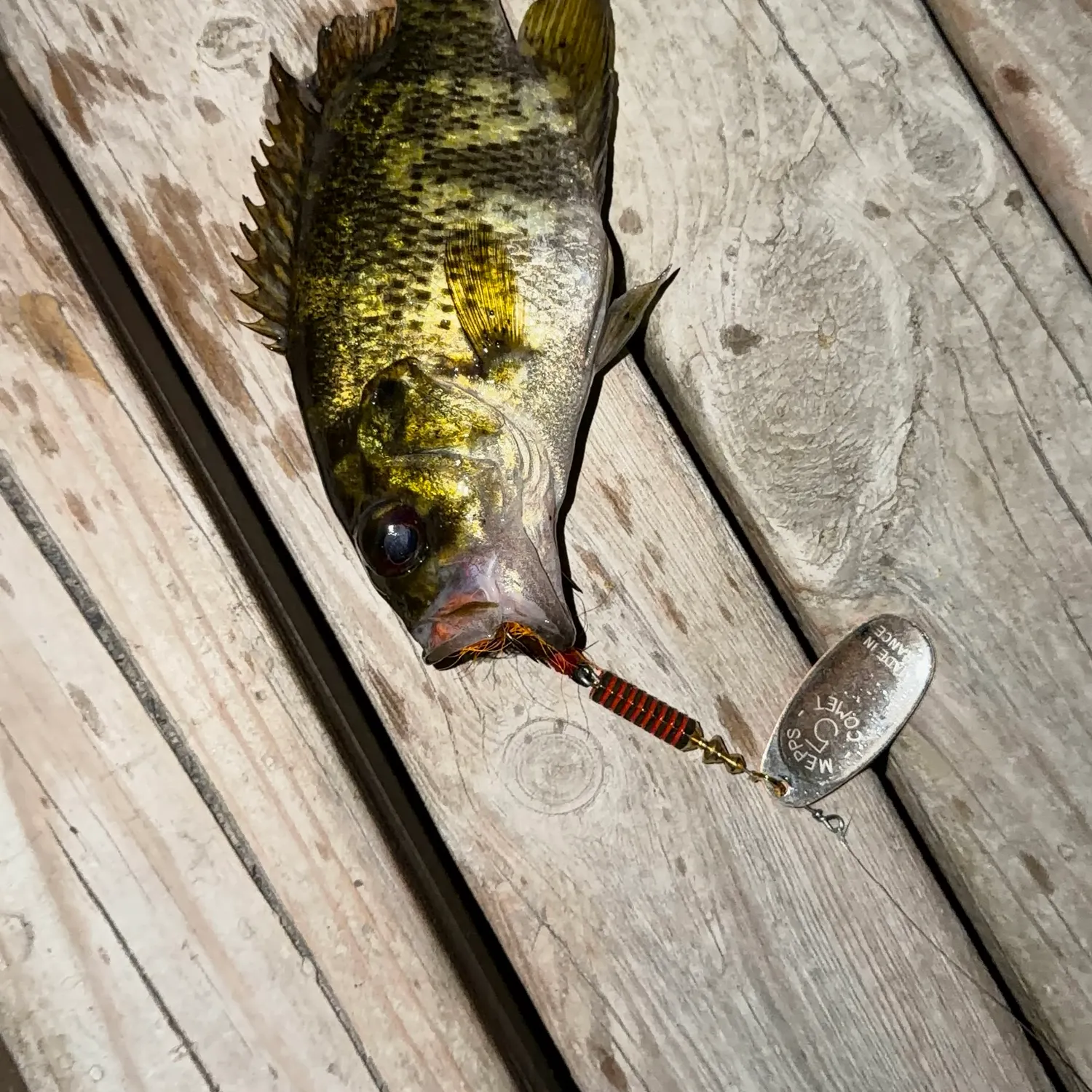 Rock bass caught on Fishbrain