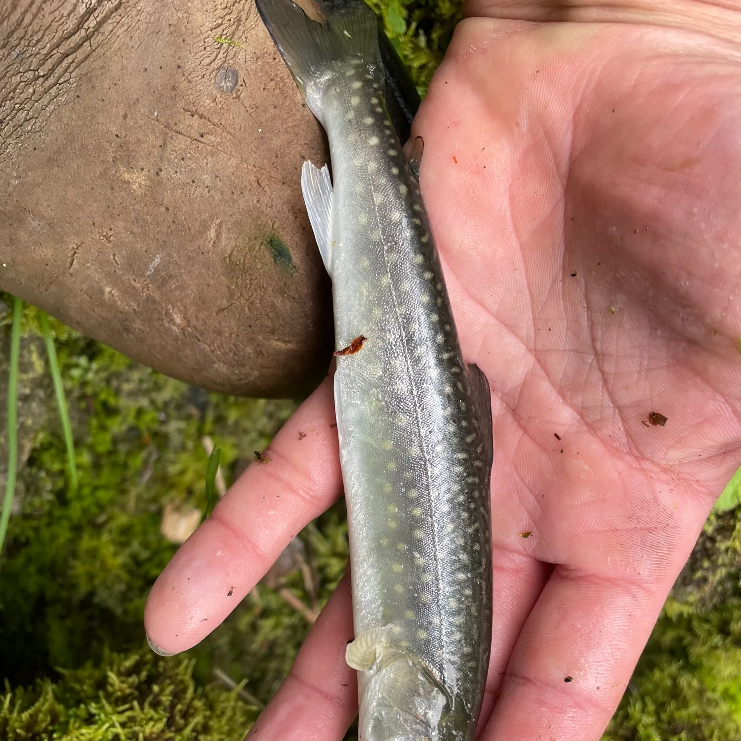 The most recent Dolly varden catches on Fishbrain