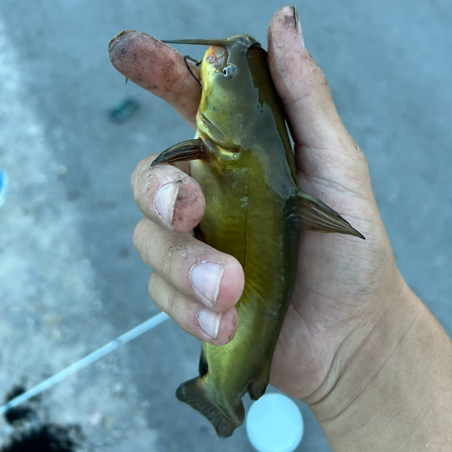 catch