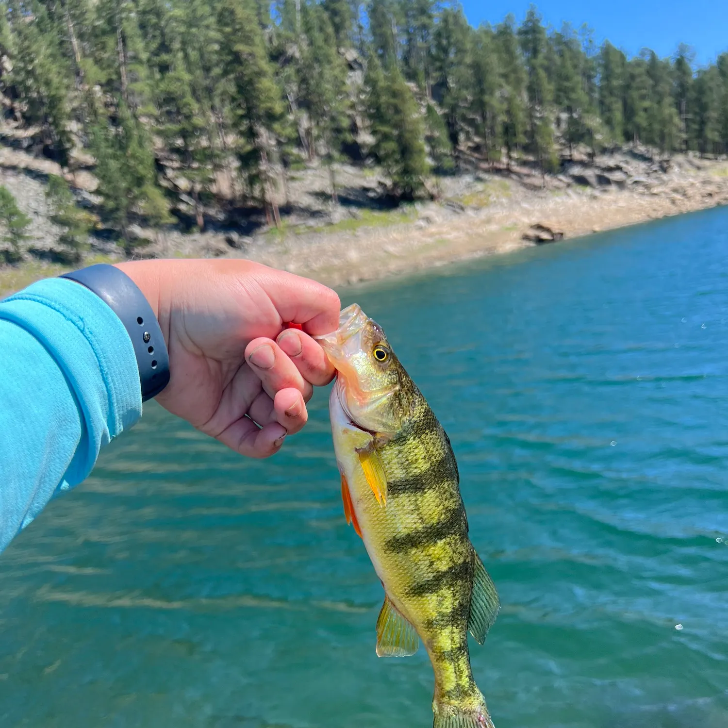 Yellow perch caught on Fishbrain