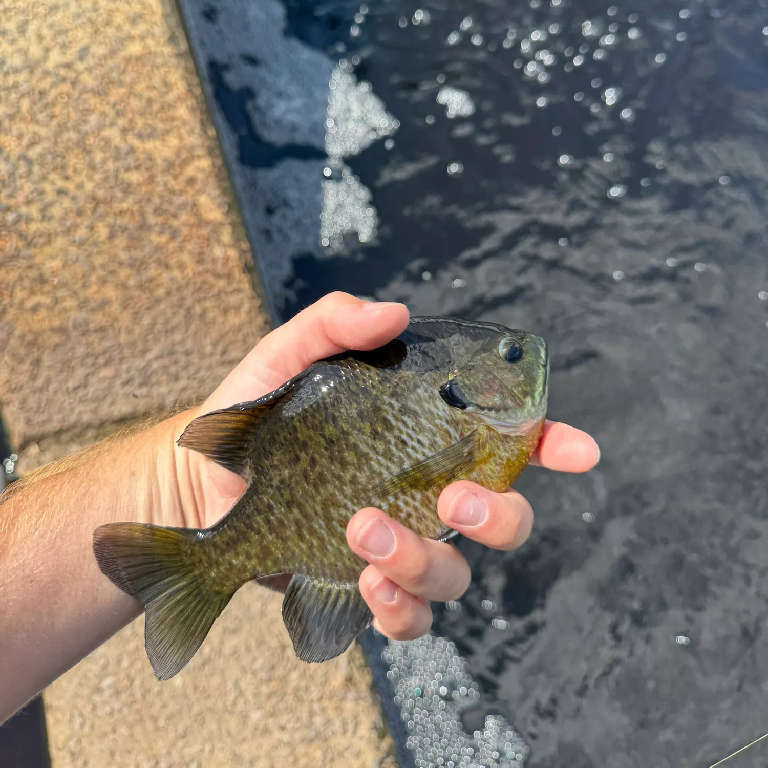Bluegill caught on Fishbrain