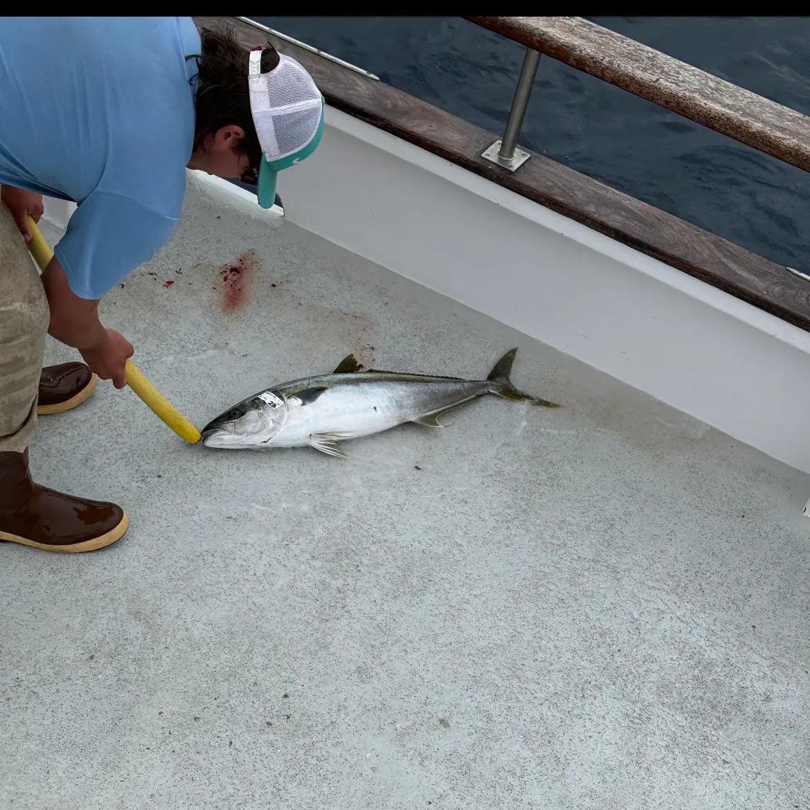 The most recent California yellowtail amberjack catches on Fishbrain