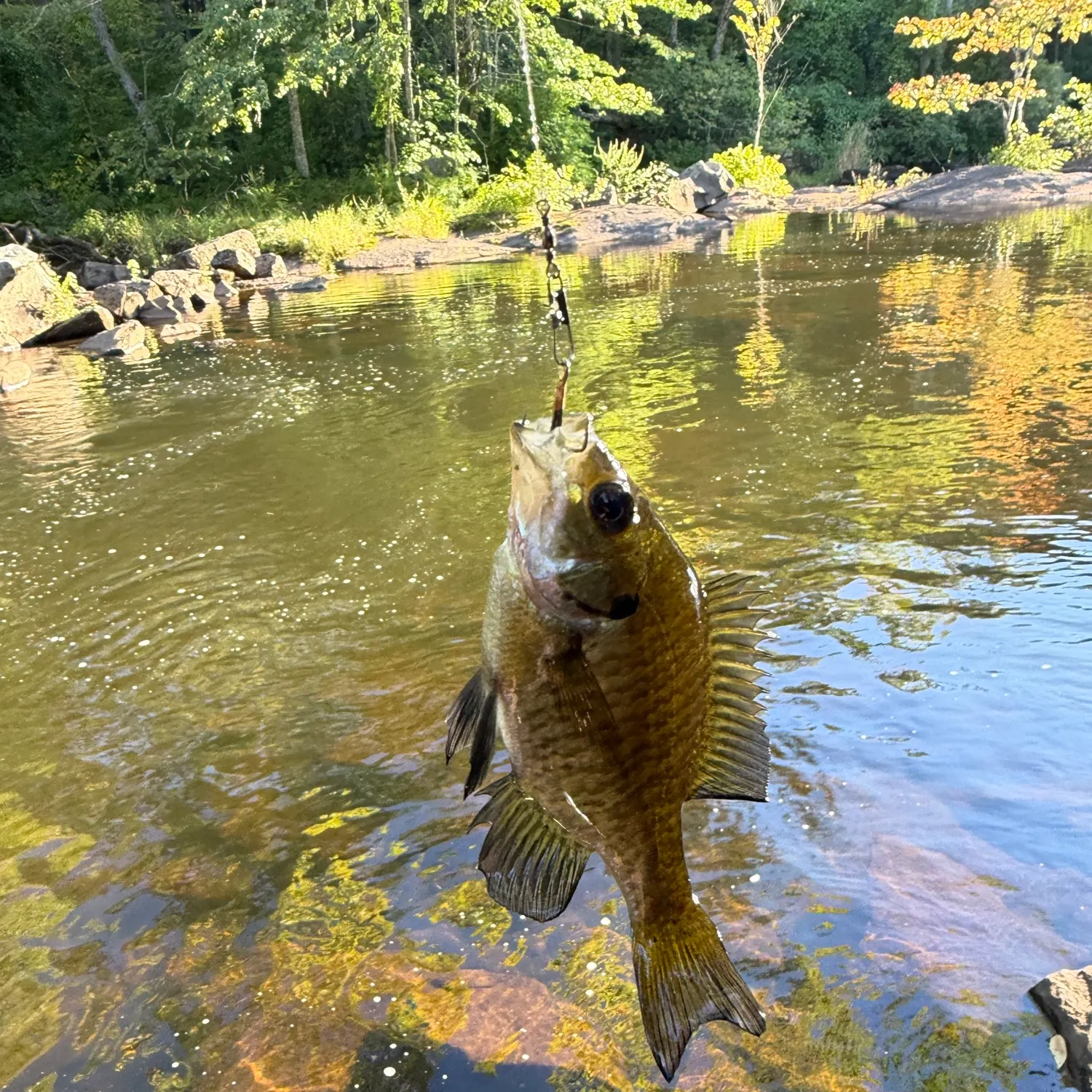 Bluegill caught on Fishbrain