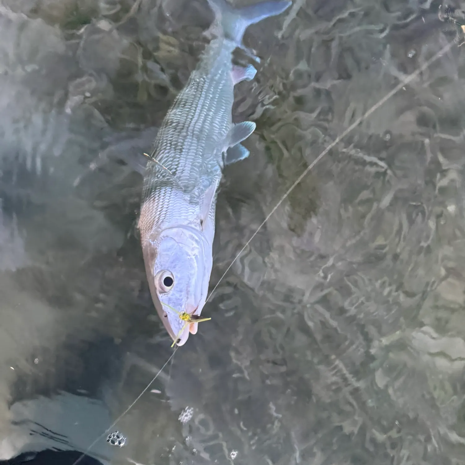 The most recent West Atlantic bonefish catches on Fishbrain