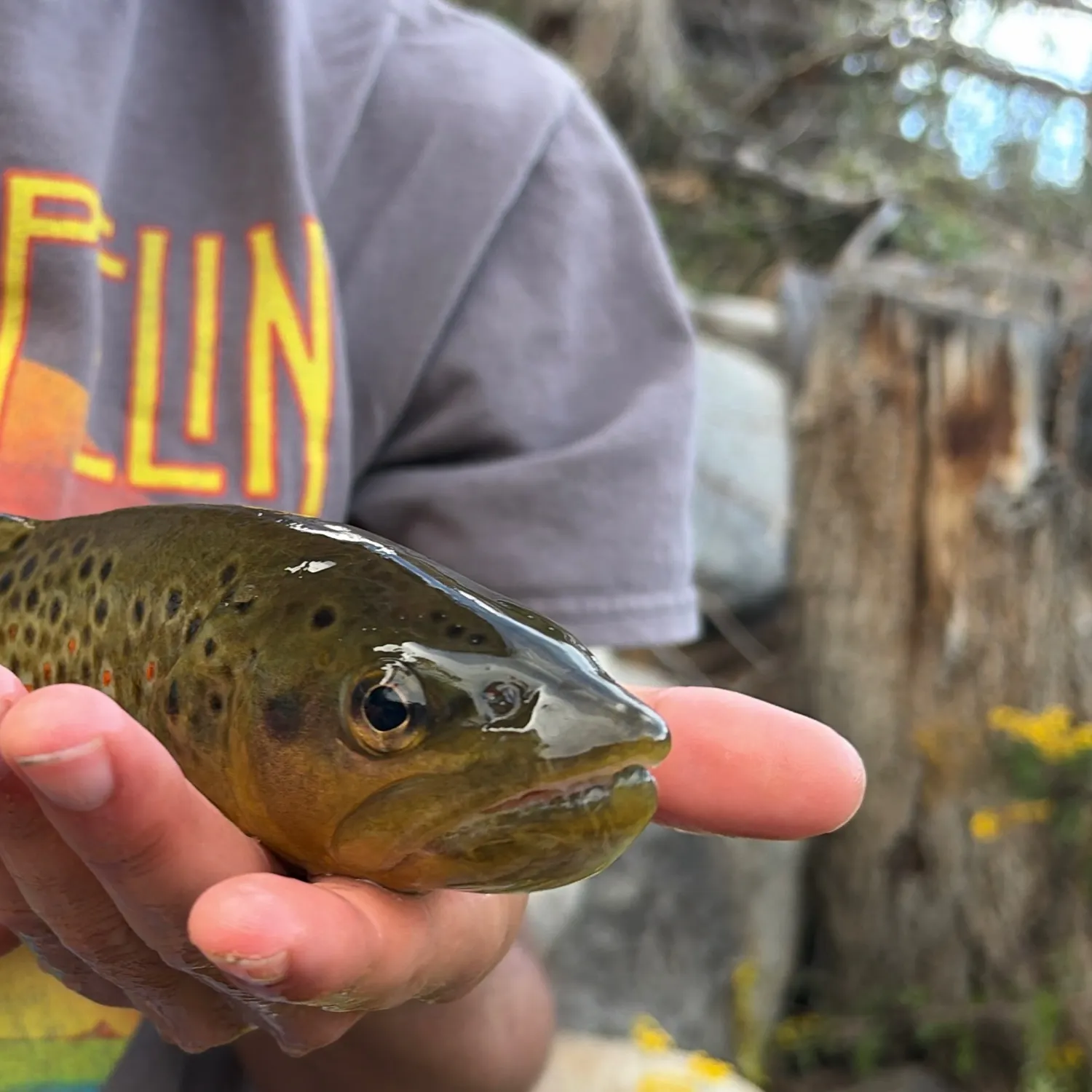 Brown trout caught on Fishbrain