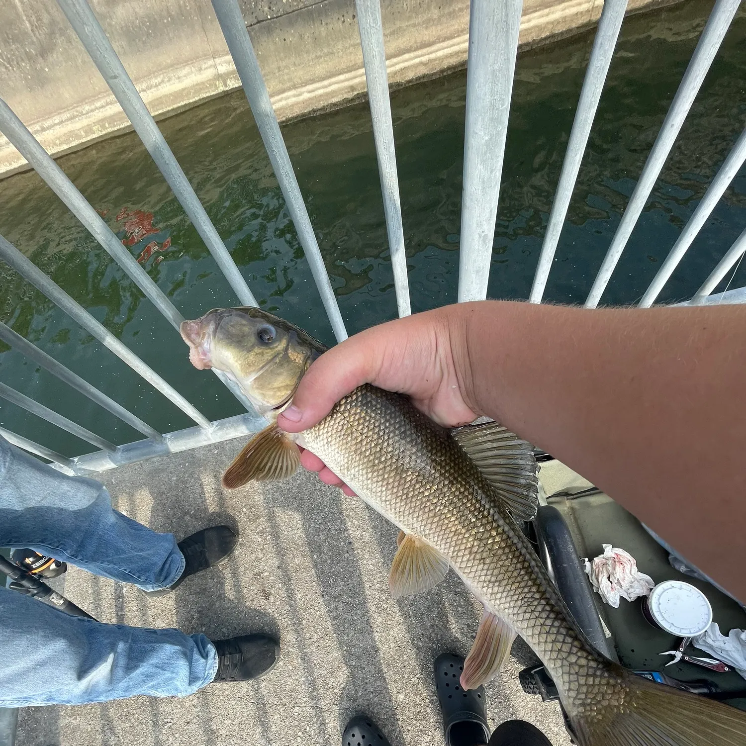 The most recent Common carp catches on Fishbrain