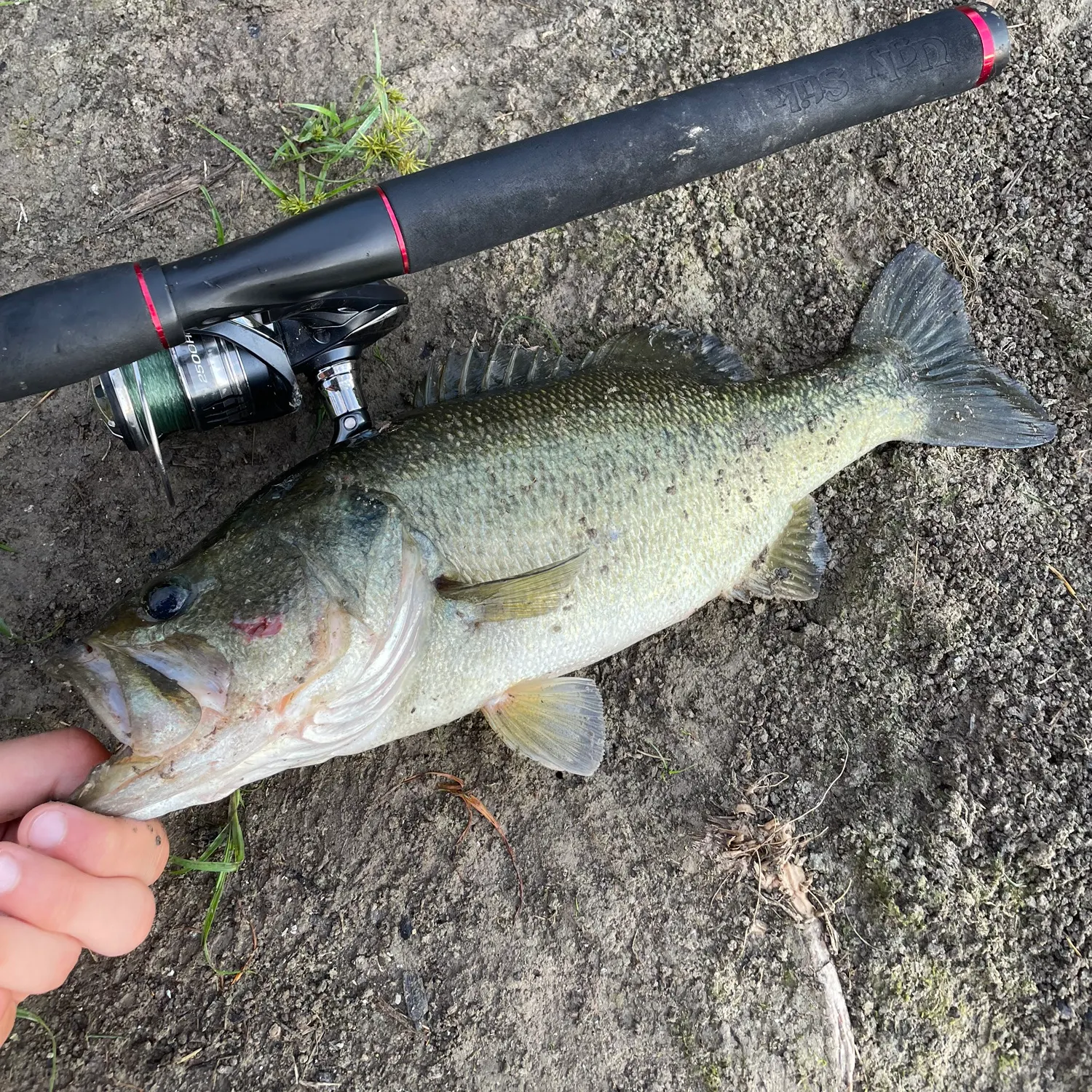 Largemouth bass caught on Fishbrain