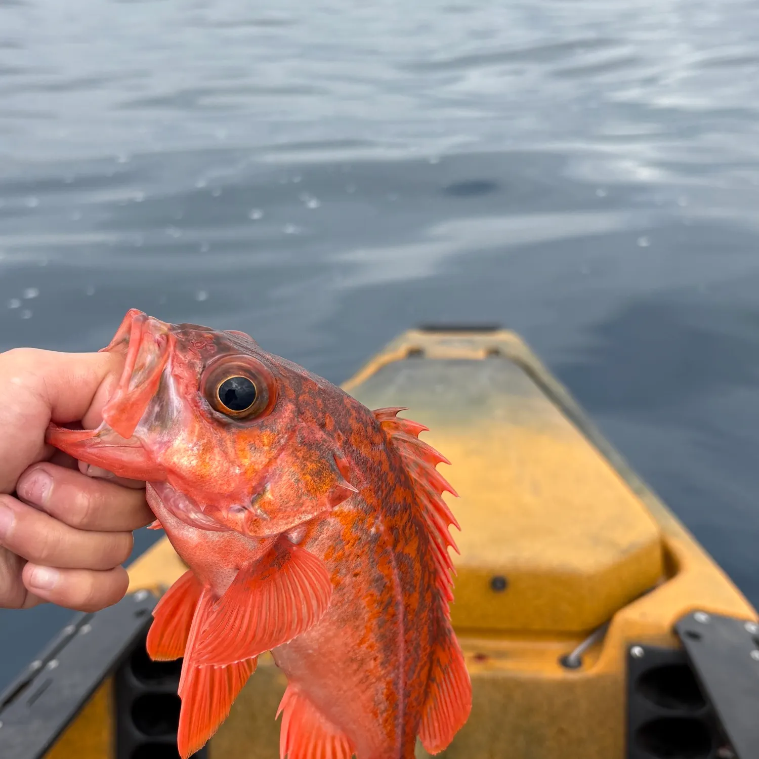 The most recent Vermilion rockfish catches on Fishbrain