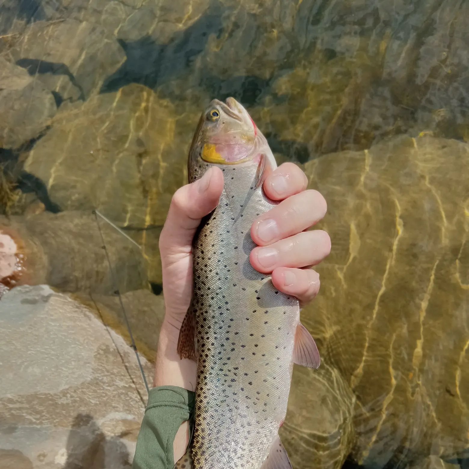 The most recent Colorado river cutthroat trout catches on Fishbrain