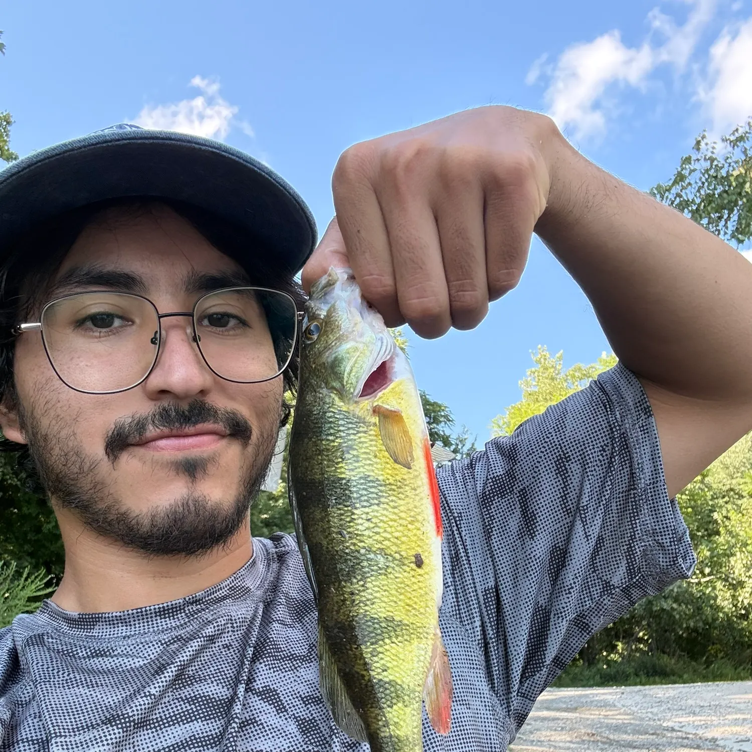 Yellow perch caught on Fishbrain