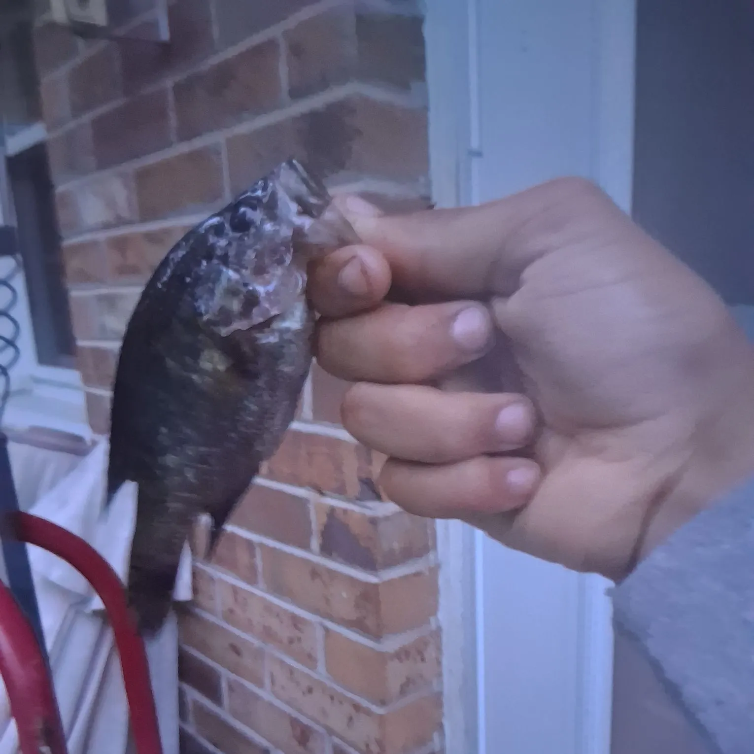 The most recent Bluegill x longear sunfish catches on Fishbrain